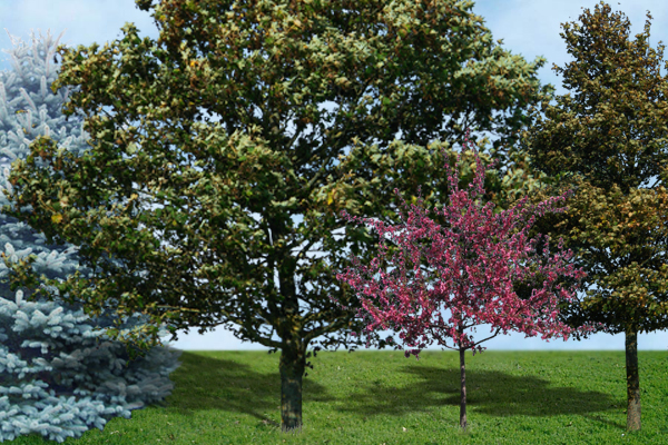 How To Plant A Tree For Life By Suburban Lawn Garden Welcome